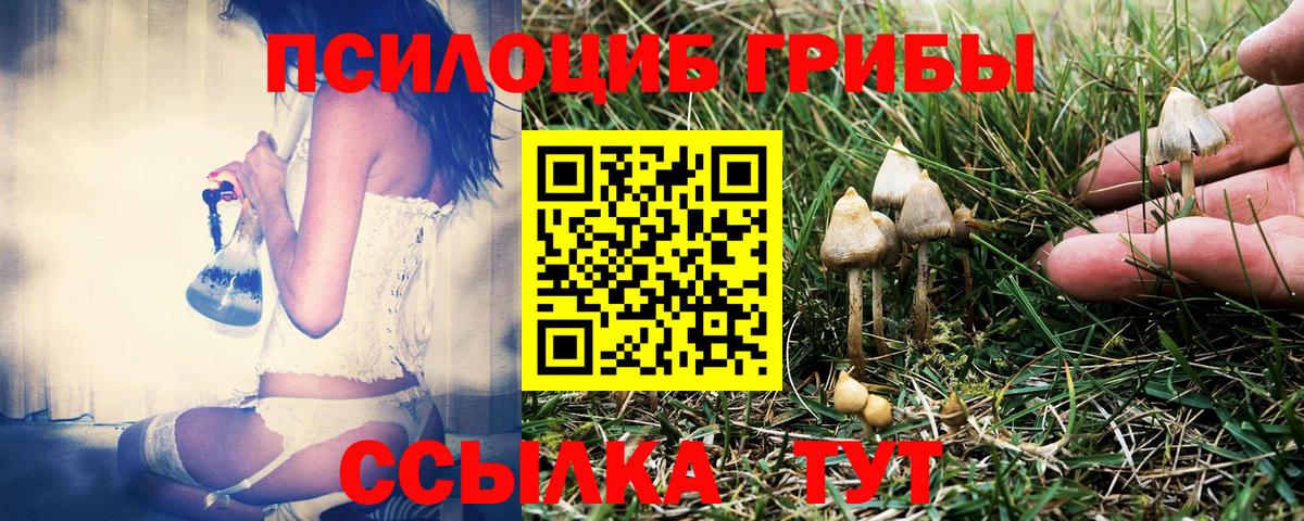 Галлюциногенные грибы Psilocybine cubensis Будённовск